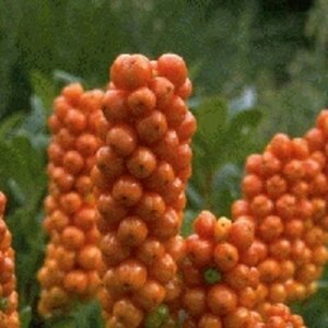 Arum italicum P9 - afbeelding 5