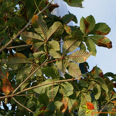 Aesculus carnea 'Briotii' 18-20 C. HO.