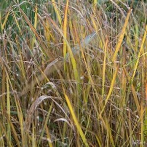 Panicum virgatum P9