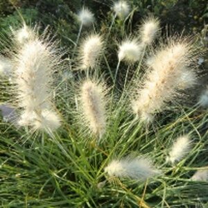 Pennisetum villosum P9