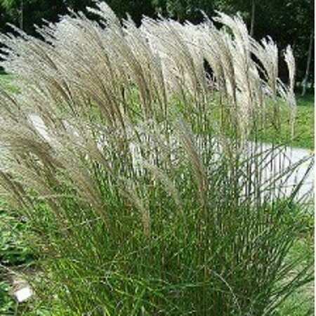 Miscanthus sinensis 'Kleine Fontäne' P9 - afbeelding 3