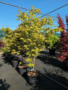 Acer palmatum 'Osakazuki' 50/60 C.  - afbeelding 6