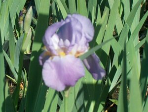 Iris germanica 'Alcazar' P9