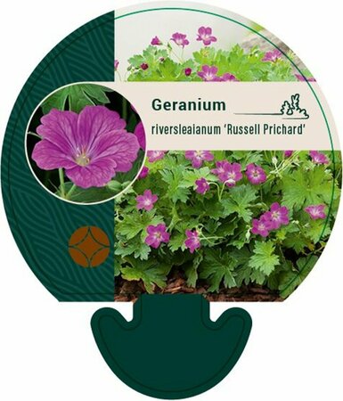 Geranium riversleaianum 'Russell Prichard' P9 - afbeelding 4