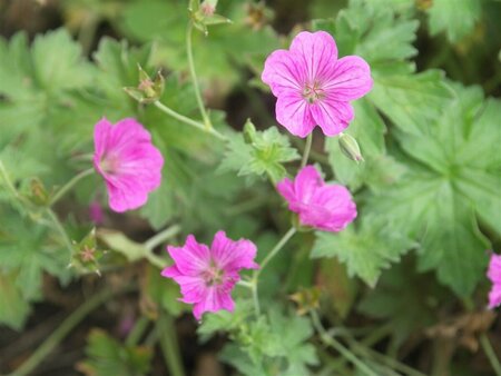 Geranium riversleaianum 'Russell Prichard' P9 - afbeelding 1