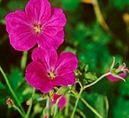 Geranium riversleaianum 'Russell Prichard' P9 - afbeelding 2