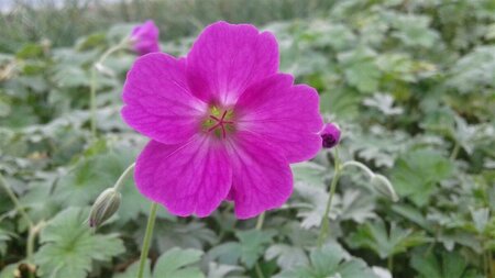 Geranium riversleaianum 'Russell Prichard' P9 - afbeelding 3
