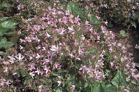Campanula poscharskyana 'Lisduggan Var.' P9 - afbeelding 1