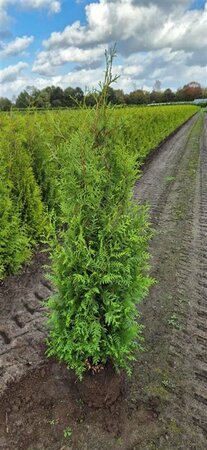 Thuja occidentalis 'Brabant' 100/125 C. - afbeelding 4