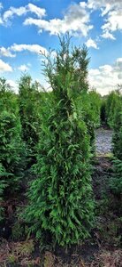 Thuja occidentalis 'Brabant' 100/125 C. - afbeelding 2