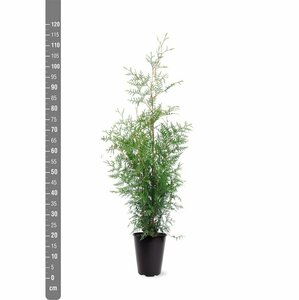 Thuja occidentalis 'Brabant' 100/125 C. - afbeelding 7