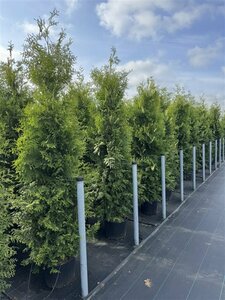 Thuja occidentalis 'Brabant' 100/125 C. - afbeelding 5