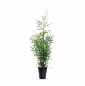 Thuja occidentalis 'Brabant' 100/125 C. - afbeelding 6
