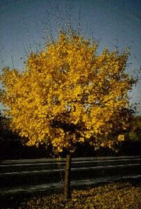 Acer campestre 200/225 C. Meerstammig - afbeelding 3