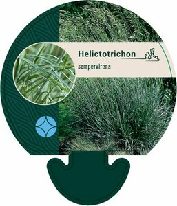 Helictotrichon sempervirens C2 - afbeelding 7