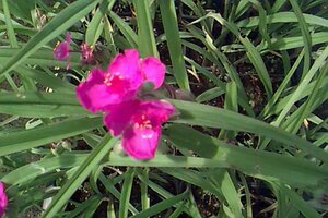 Tradescantia andersoniana 'Rubra' P9