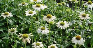 Echinacea purpurea 'White Meditation' P9 - afbeelding 2