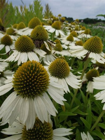 Echinacea purpurea 'White Meditation' P9 - afbeelding 3