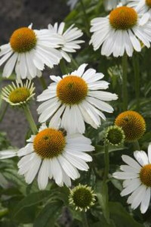 Echinacea purpurea 'White Meditation' P9 - afbeelding 4