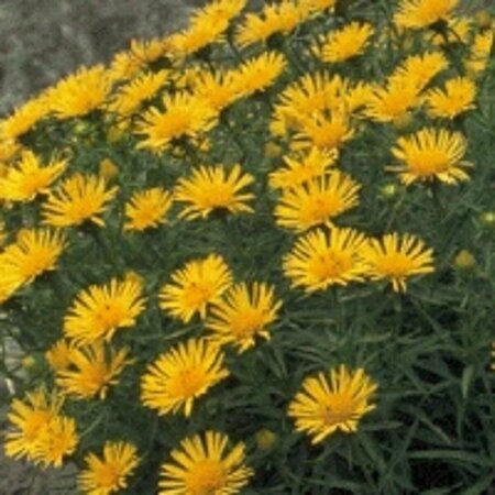 Inula ensifolia P9 - afbeelding 1