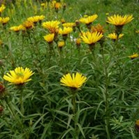 Inula ensifolia P9 - afbeelding 2