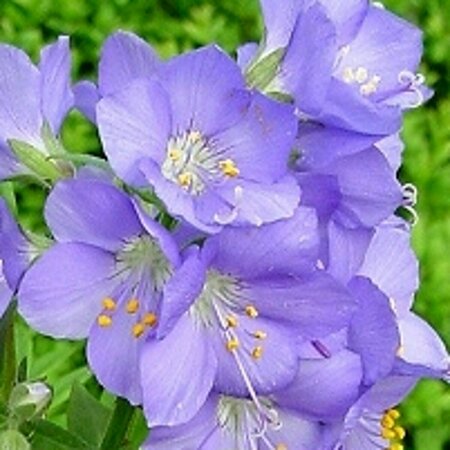 Polemonium caeruleum P9 - afbeelding 2