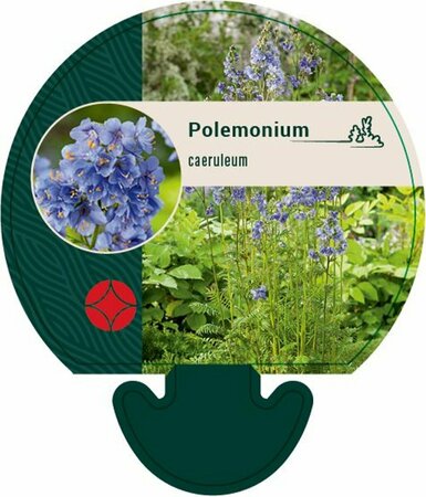 Polemonium caeruleum P9 - afbeelding 1