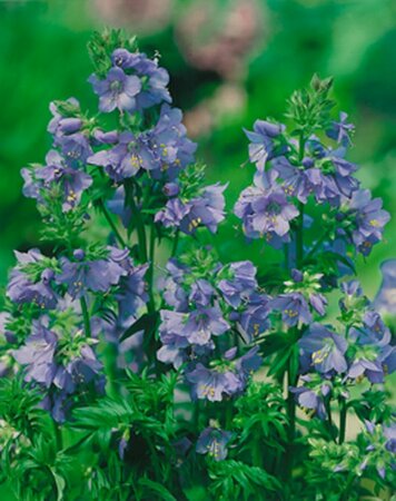 Polemonium caeruleum P9 - afbeelding 3