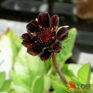 Cosmos atrosanguineus P9