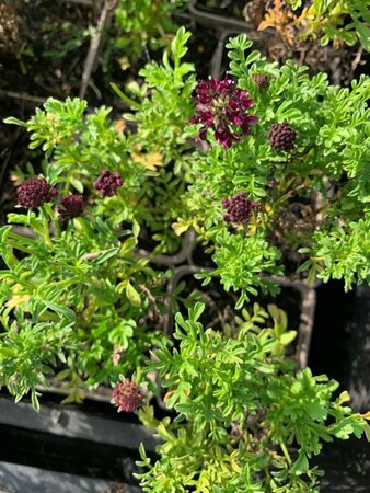 Scabiosa 'Barocca' P9