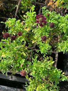 Scabiosa 'Barocca' P9