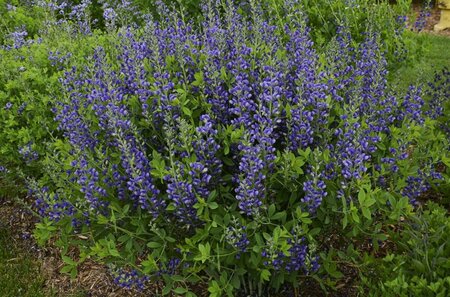 Baptisia 'Blueberry Sundae' P9