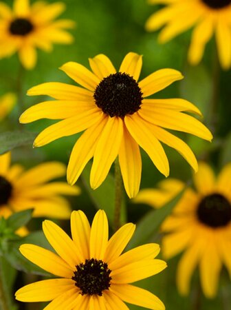 Rudbeckia fulgida deamii P9 - afbeelding 2