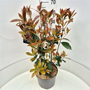 Photinia fraseri 'Red Robin' ST. 120 C. Lei - afbeelding 10