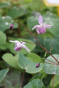 Epimedium youngianum 'Roseum' P9 - afbeelding 4