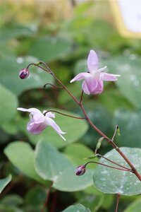 Epimedium youngianum 'Roseum' P9 - afbeelding 5