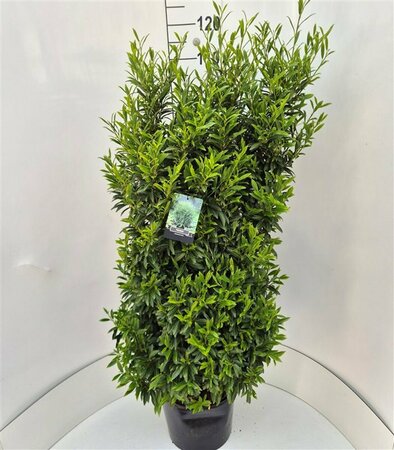 Prunus laur. 'Sofia' 25/30 C. - afbeelding 4
