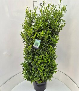 Prunus laur. 'Sofia' 25/30 C. - afbeelding 4