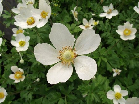 Anemone sylvestris P9 - afbeelding 3