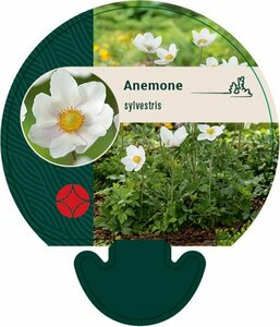 Anemone sylvestris P9 - afbeelding 4