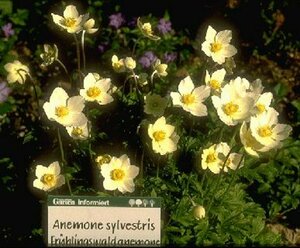 Anemone sylvestris P9 - afbeelding 2
