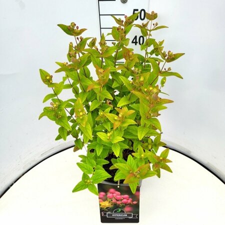 Hypericum Miracle Blossom 25/30 C. - afbeelding 2