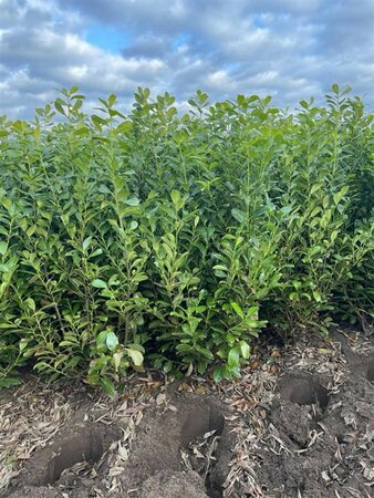 Prunus laurocerasus 'Rotundifolia' 225/250 DR. - afbeelding 6