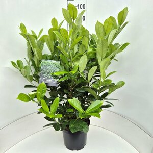 Prunus laurocerasus 'Rotundifolia' 225/250 DR. - afbeelding 15