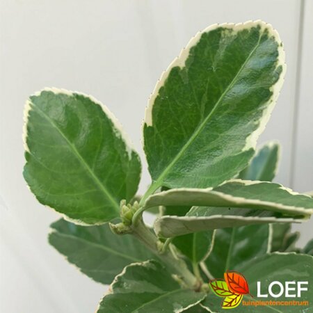 Euonymus japonicus 'Kathy' 40/50 C.