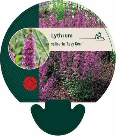 Lythrum salicaria 'Rosy Gem' P9 - afbeelding 2