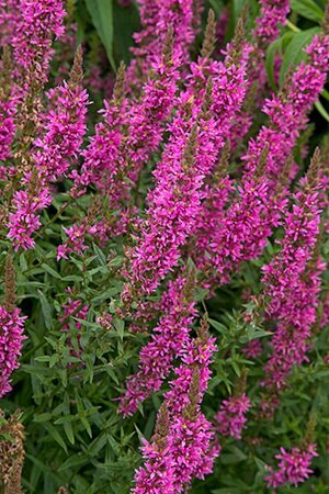Lythrum salicaria 'Rosy Gem' P9 - afbeelding 1