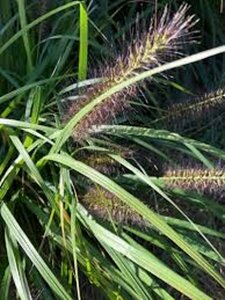 Pennisetum alopecuroides 'Black Beauty' C2