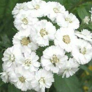Achillea ptarmica 'The Pearl' P9 - afbeelding 2