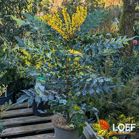 Mahonia media 'Charity' 40/50 C. - afbeelding 1